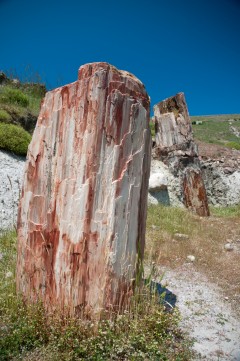 petrified forest,  Lesbos, antikken, Øyene, Hellas