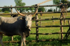 Maremma - langhornet kveg fra området, Toscana, Midt-Italia