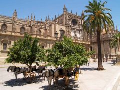 Sevilla, Catedral de Santa María de la Sede, Guadalquivir, Unescos liste over Verdensarven, historisk bydel, gamleby, Andalucia, Spania