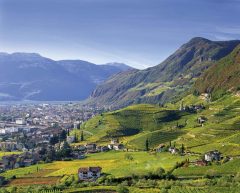 Vinmarkene Santa Magdalena, Bolzano, Bozen, Alto Adige, Tyrol, Süd-Tirol, Nord-Italia, Italia