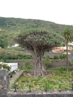 Tenerife, drageblodtreet,  Icod de los Vinos, Kanariøyene, Spania