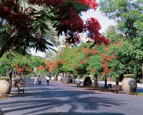 Tenerife, tinaja Santa Cruz alta, Kanariøyene, Spania