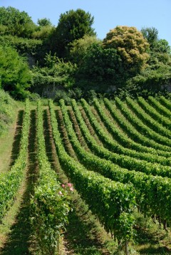  St Émilion, Saint Emilion, vin, Unescos liste over Verdensarven, romertid, middelalder, Monolittkirken, Bordeaux, Pomerol, Fronsac, Bordeaux, Vest-Frankrike