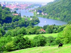 Heidelberg, Altstadt, Marktplatz, Alte Brücke, Neckar, Schloss Heidelberg, Unescos liste over Verdensarven, Baden-Württemberg, Sør-Tyskland