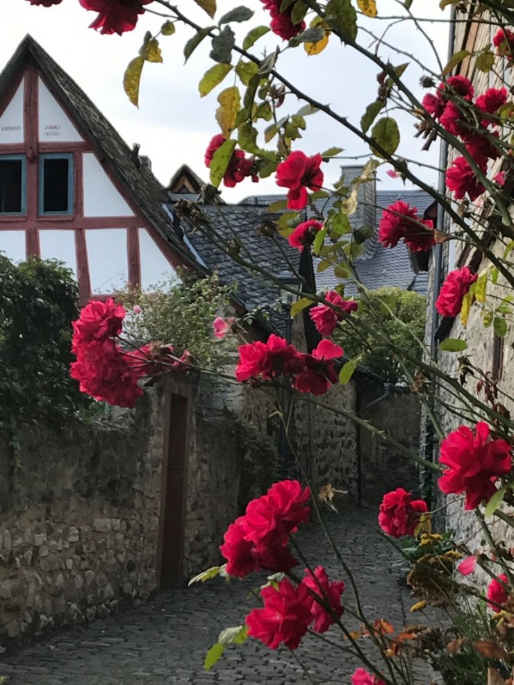 Røde roser ved trappene ned fra Schloss og Domplatz. Foto: © ReisDit.no